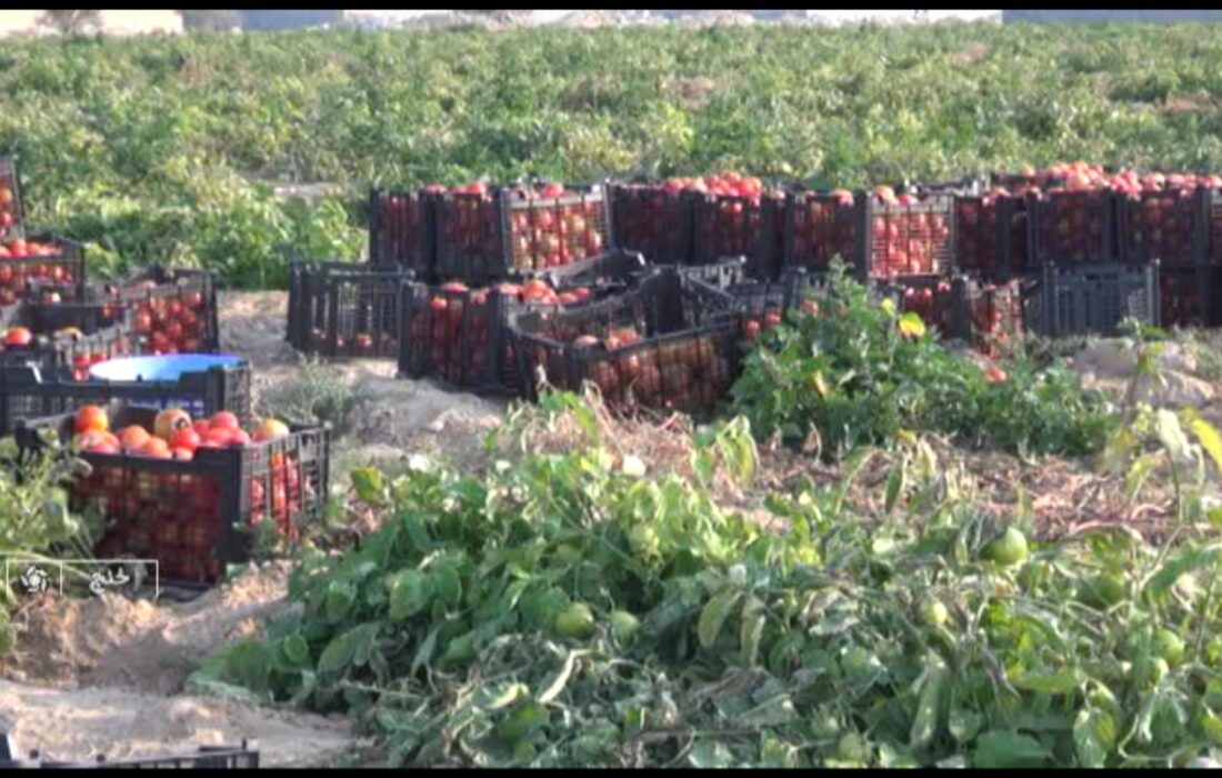 تولید 5 هزار تن گوجه فرنگی در شهرستان خنج