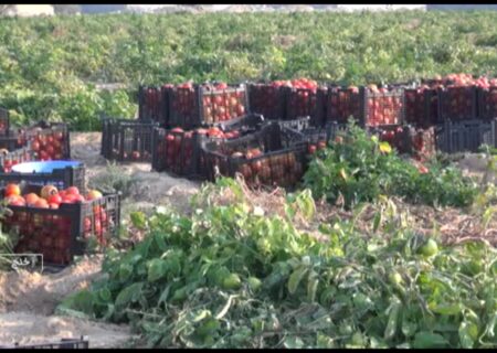 تولید 5 هزار تن گوجه فرنگی در شهرستان خنج