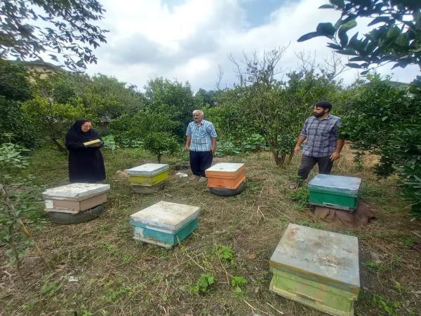 آغاز سرشماری زنبورستان‌های آمل و سوادکوه