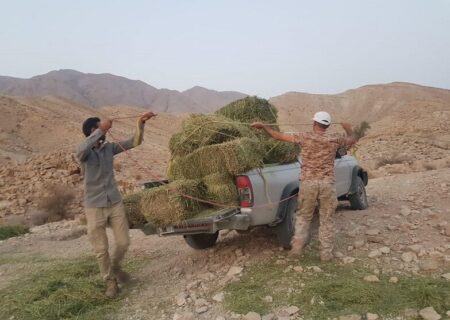 توزیع و تامین علوفه در مناطق زیست محیطی بندر خمیر