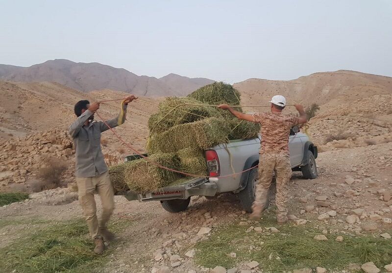 توزیع و تامین علوفه در مناطق زیست محیطی بندر خمیر