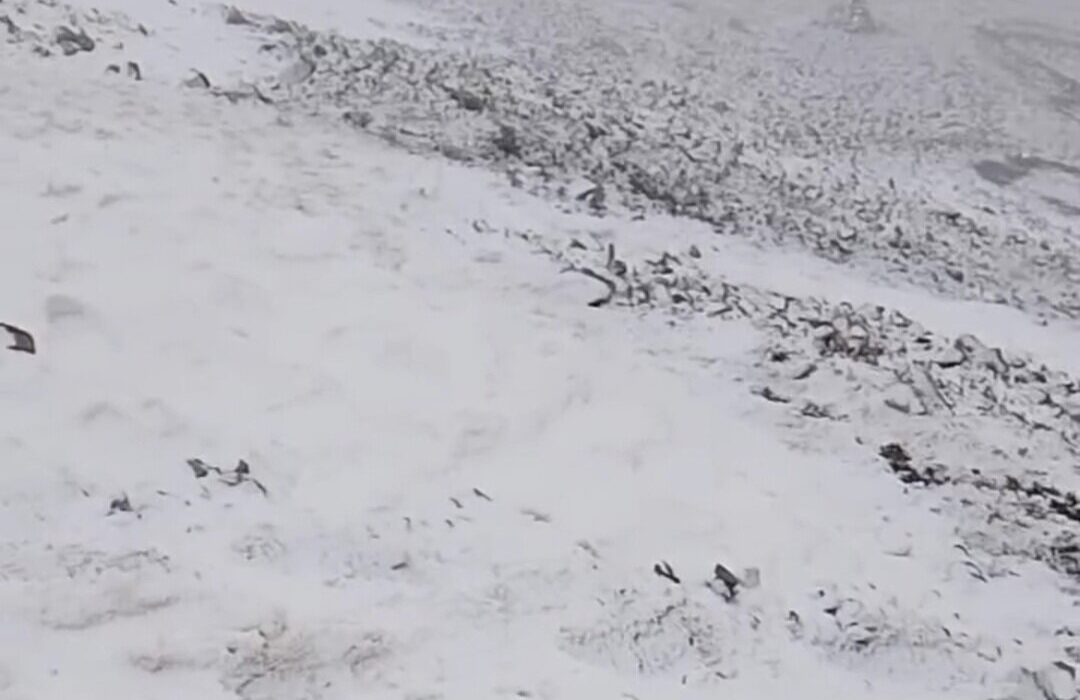 بارش اولین برف پاییزی در کلیبر