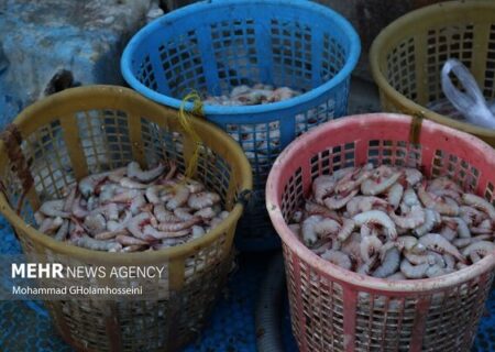 هرمزگان تنها یک مرکز بازسازی ذخایر آبزیان دارد