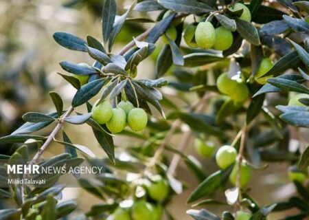 زیتون سبز گیلان در یک نگاه: اینفوگرافیک تبیینی