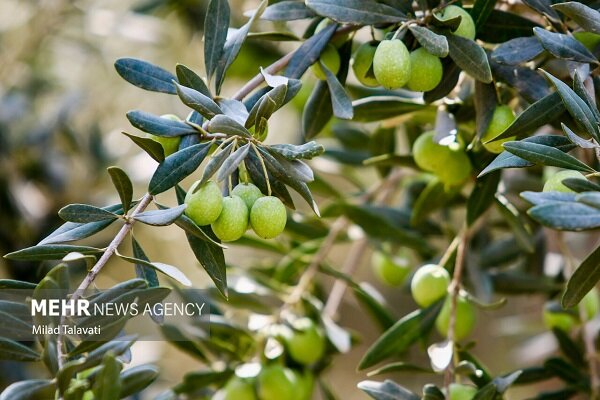 زیتون سبز گیلان در یک نگاه: اینفوگرافیک تبیینی