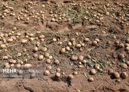 کاشت موفقیت‌آمیز سیب‌زمینی بذری «فونتانه» در خوسف؛ گامی در راستای خودکفایی