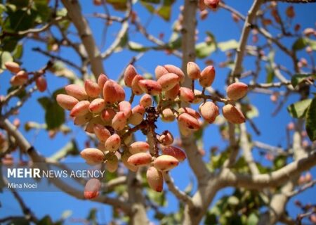 شادی کشاورزان کرمانی با برداشت پسته؛ رونق در باغ‌های طلای سبز