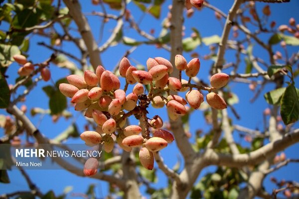 شادی کشاورزان کرمانی با برداشت پسته؛ رونق در باغهای طلای سبز