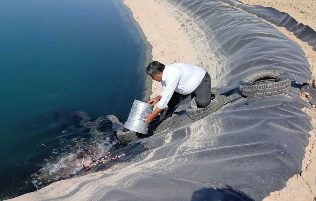 ۷۰۰ هزار قطعه بچه ماهی در ساری رهاسازی شد