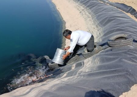 ۷۰۰ هزار قطعه بچه ماهی در ساری رهاسازی شد