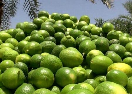 آغاز برداشت ۴۰ هزار تن لیمو ترش از باغستان های کهگیلویه و بویراحمد