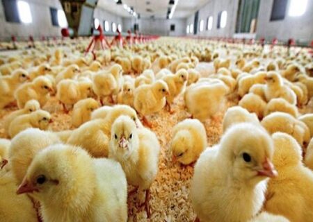 افزایش ۱۳۰ درصدی جوجه‌ریزی در شهرستان اسکو