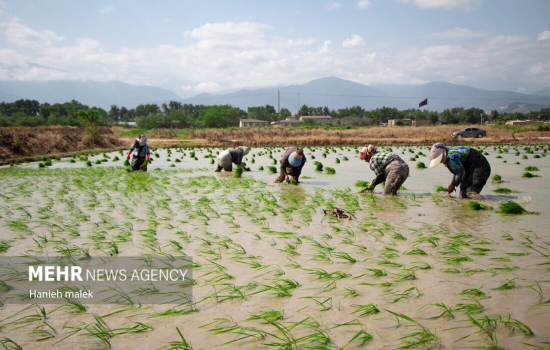 لزوم تدوین سند دانشبنیان و توسعه سامانه تشخیص تقلب برنج