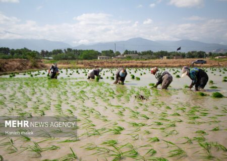 لزوم تدوین سند دانش‌بنیان و توسعه سامانه تشخیص تقلب برنج