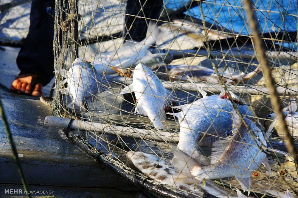 ۳ تن ماهی غیرمجاز در بوئین میاندشت کشف شد