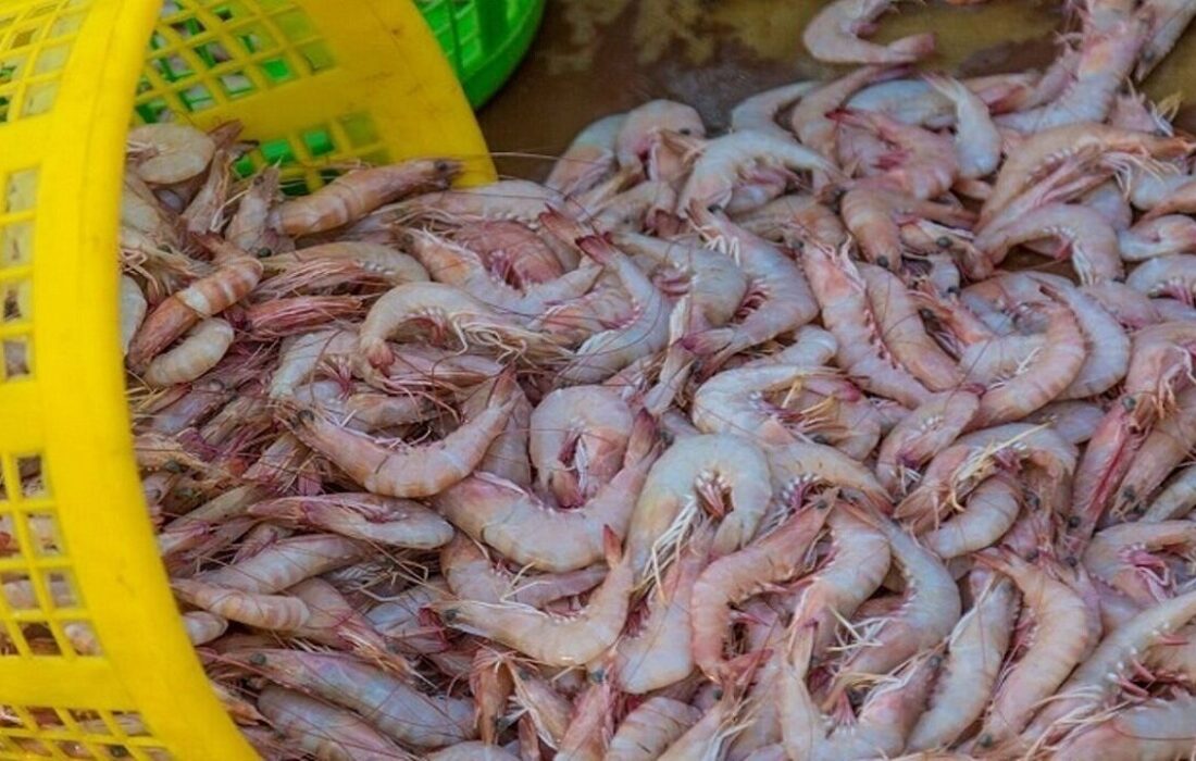 کشف ۵۳۶ کیلوگرم میگوی قاچاق در ایام ممنوعیت صید در هرمزگان