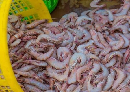 کشف ۵۳۶ کیلوگرم میگوی قاچاق در ایام ممنوعیت صید در هرمزگان