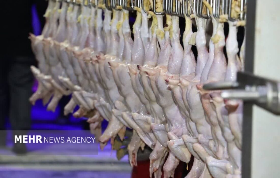 کشتار مرغ در استان یزد رکورد زد