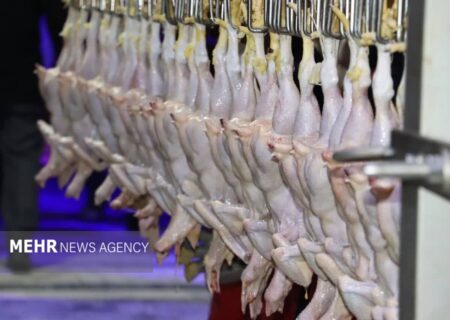 کشتار مرغ در استان یزد رکورد زد