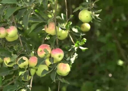 پیش بینی برداشت ۱۳۰ هزار تن سیب درختی از باغات کهگیلویه و بویراحمد