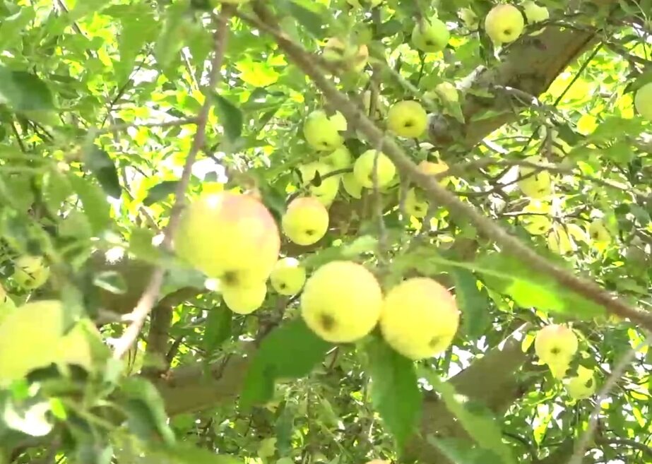 پیش‌بینی برداشت ۳۳ هزار تن سیب از باغات شاهرود