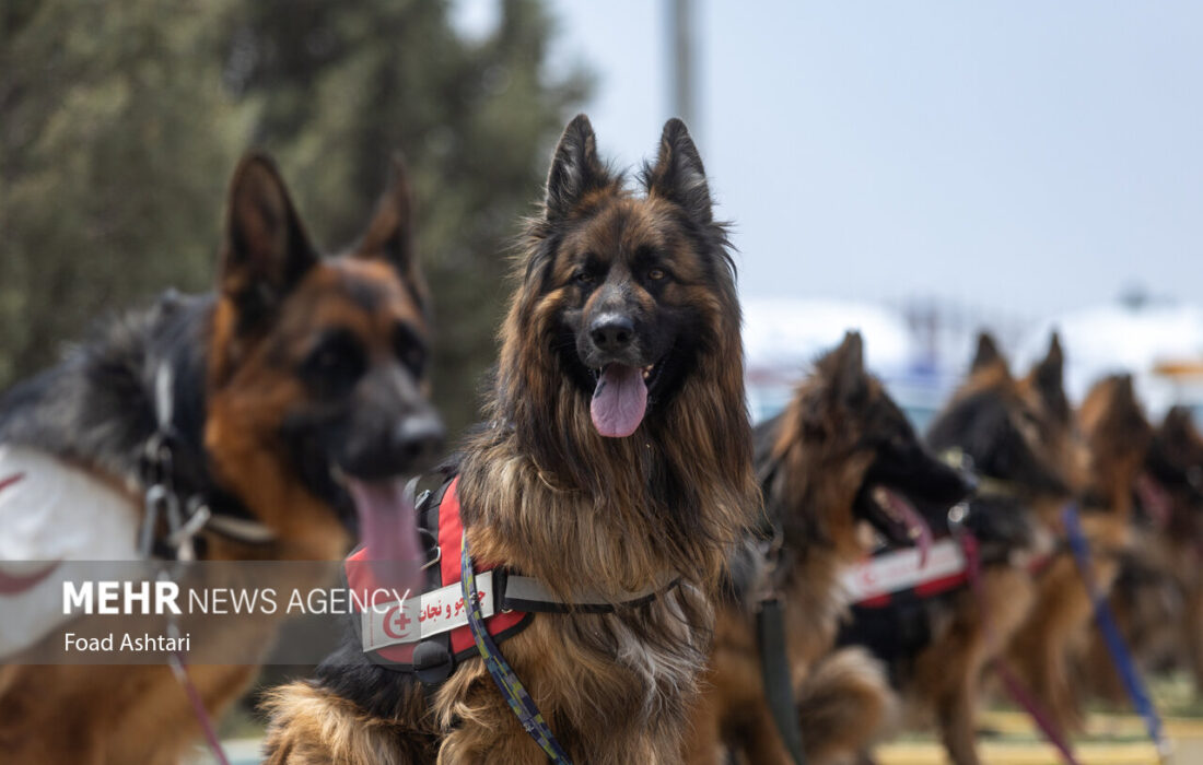 ۲۳ قربانی هاری در سال گذشته؛ آمار نگرانکننده در کشور