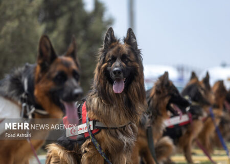 ۲۳ قربانی هاری در سال گذشته؛ آمار نگران‌کننده در کشور