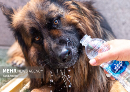 ثبت ۱۵۳ مورد ابتلا به هاری در میان گاوها طی سال گذشته