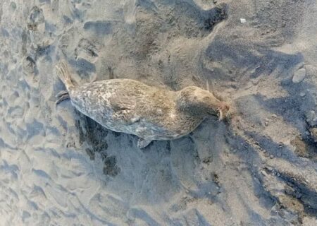 عاشوری خبر داد: شمار تلفات فوک‌های خزر در گیلان به ۲۶ مورد افزایش یافت