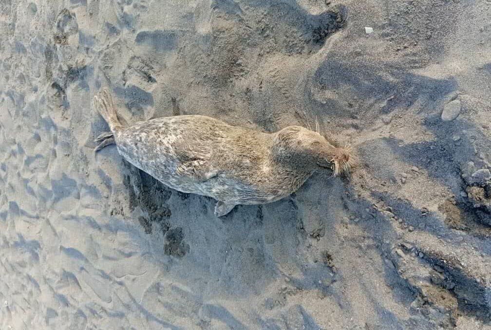 عاشوری خبر داد: شمار تلفات فوکهای خزر در گیلان به ۲۶ مورد افزایش یافت