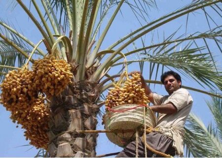 «جشن خرما» نشاط اجتماعی را به شهرستان بم می‌آورد