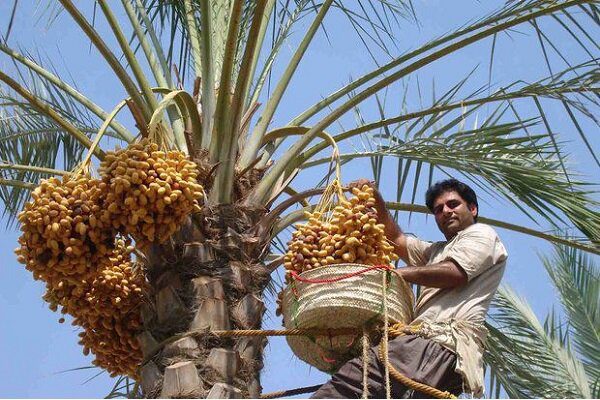 «جشن خرما» نشاط اجتماعی را به شهرستان بم میآورد
