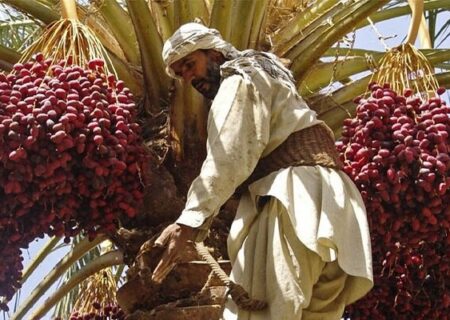 برداشت طلای سیاه از نخلستان های بروات بم