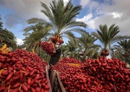 پیش بینی برداشت ۳۱۵۰ تن خرما در خراسان جنوبی؛ استان در رتبه ۹ تولید