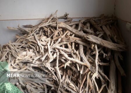 توقیف کامیون حامل ۴.۵ تن چوب تاغ قاچاق در بجنورد