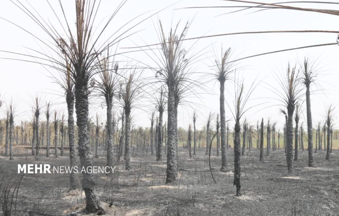آتش‌سوزی گسترده در نخلستان‌های آبادان؛ تلاش آتش‌نشانان برای مهار آتش