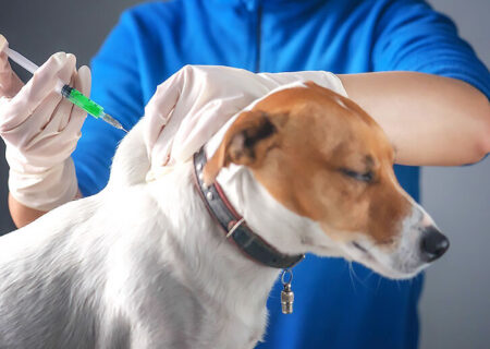 فهرج در برابر هاری ایمن شد؛ واکسیناسیون ۲۵۰ سگ