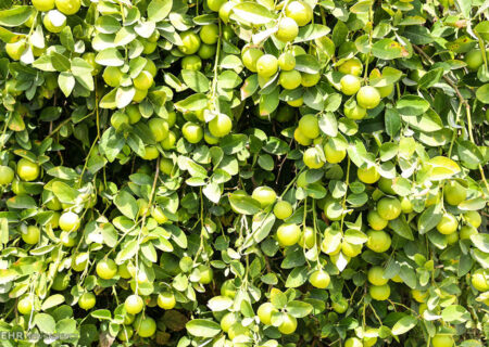 اینفوگرافیک| جزئیات کشت و برداشت لیمو در شهرستان رودان