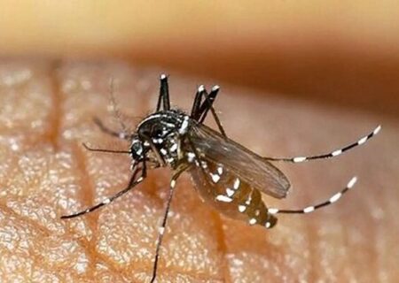 تشدید اقدامات پیشگیرانه مقابله با پشه آئدس در بندرلنگه