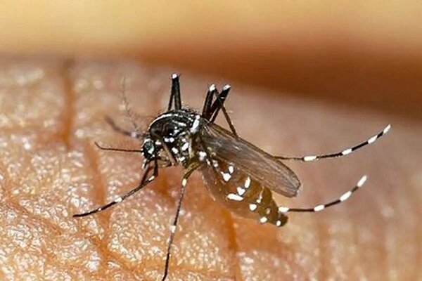 تب دنگی در هرمزگان به مرحله خطرناک رسید