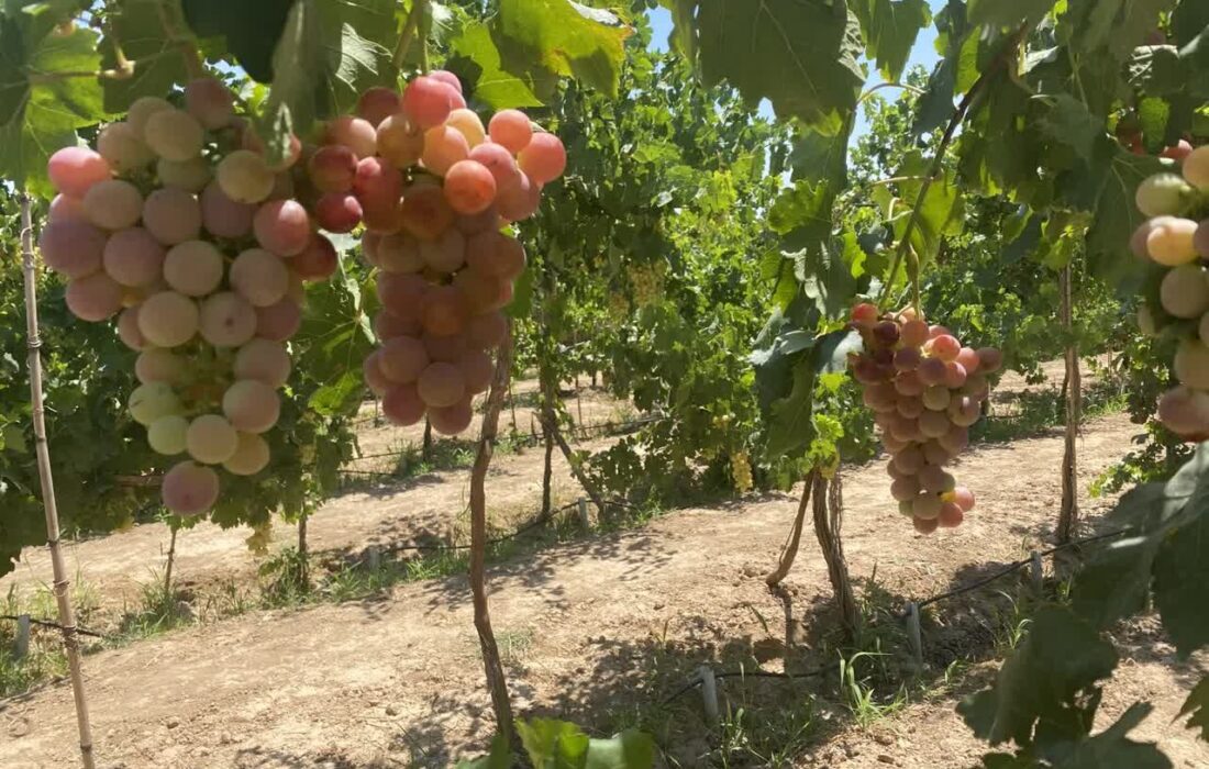 یاسوکند میزبان پنجمین جشنواره انگور می‌شود