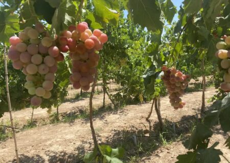 یاسوکند میزبان پنجمین جشنواره انگور می‌شود