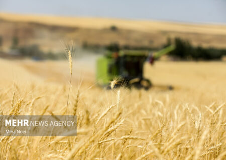 جلسه شورای قیمت‌گذاری گندم بدون نتیجه پایان یافت