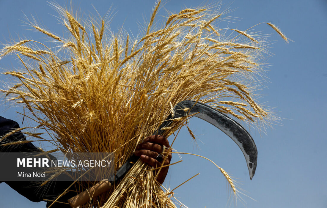 برداشت بیش از ۵۰۰ هزار تن محصول پاییزه در خراسان شمالی پیش‌بینی شد