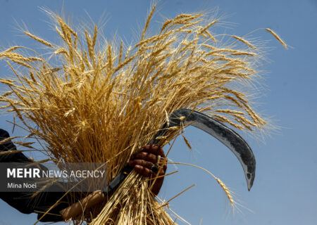 برداشت بیش از ۵۰۰ هزار تن محصول پاییزه در خراسان شمالی پیش‌بینی شد