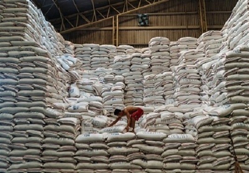 امتناع کشاورزان از فروش برنج به دلیل سود بالای دلالان