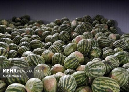 کشت هندوانه پاییزه در جاسک آغاز شد