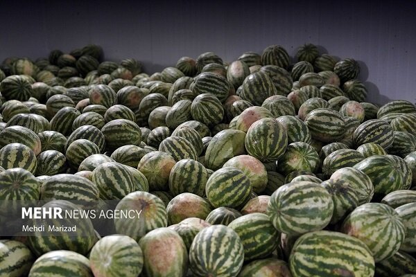 کشت هندوانه پاییزه در جاسک آغاز شد