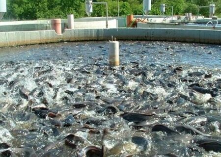 سرپرست شیلات خوزستان: صادرات تک‌گونه‌ای ماهی کپور «آسیب جدی» است