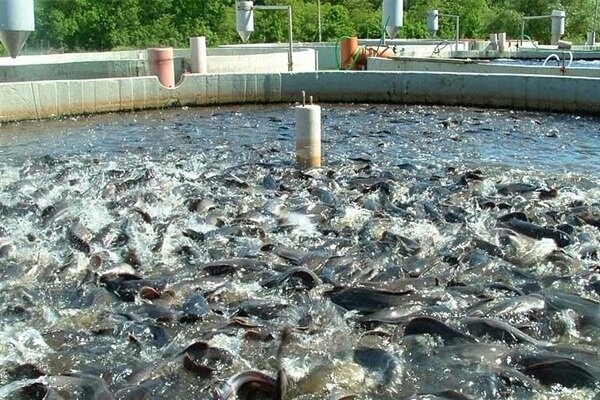 سرپرست شیلات خوزستان: صادرات تکگونهای ماهی کپور «آسیب جدی» است